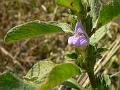 Erect Hygrophila